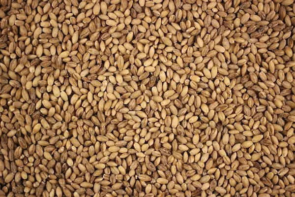 بلغور