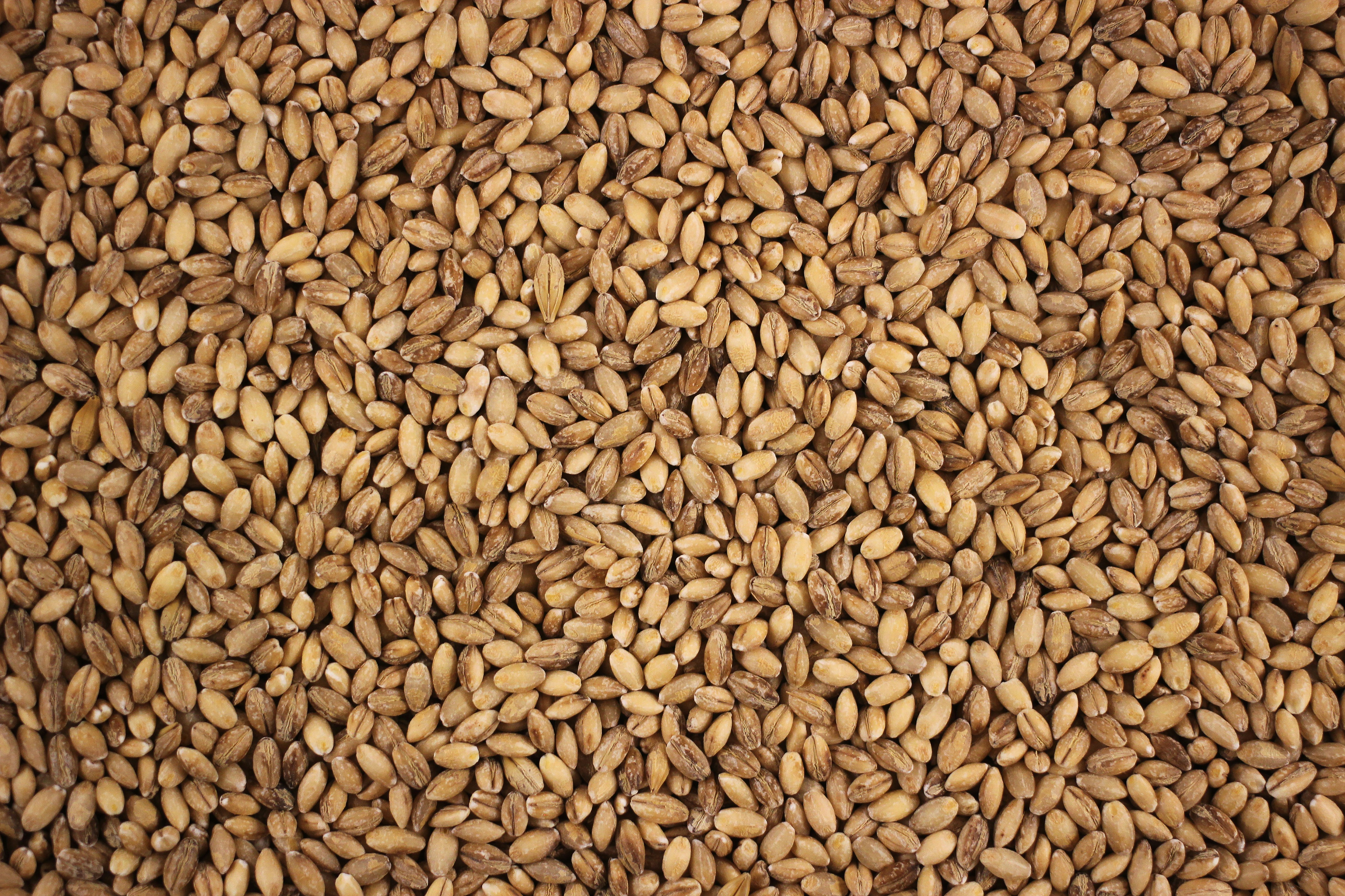 بلغور